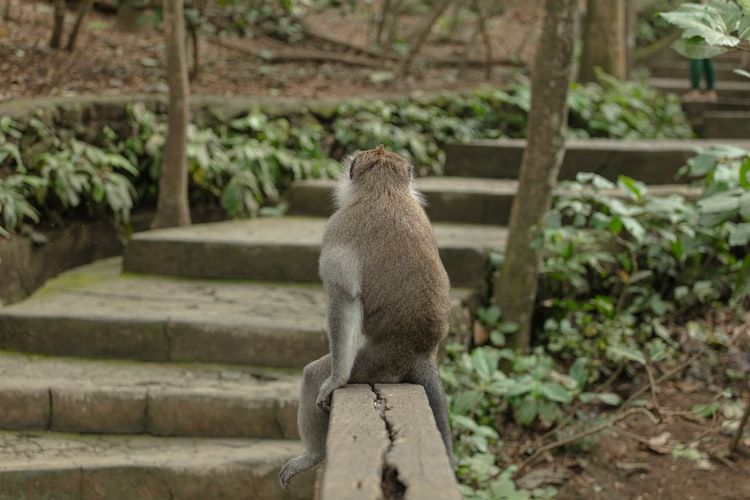 Photo of A Day Trip to Monkey Forest in Ubud, Bali – What to Expect 2/5 by Peaushan Devanarayana