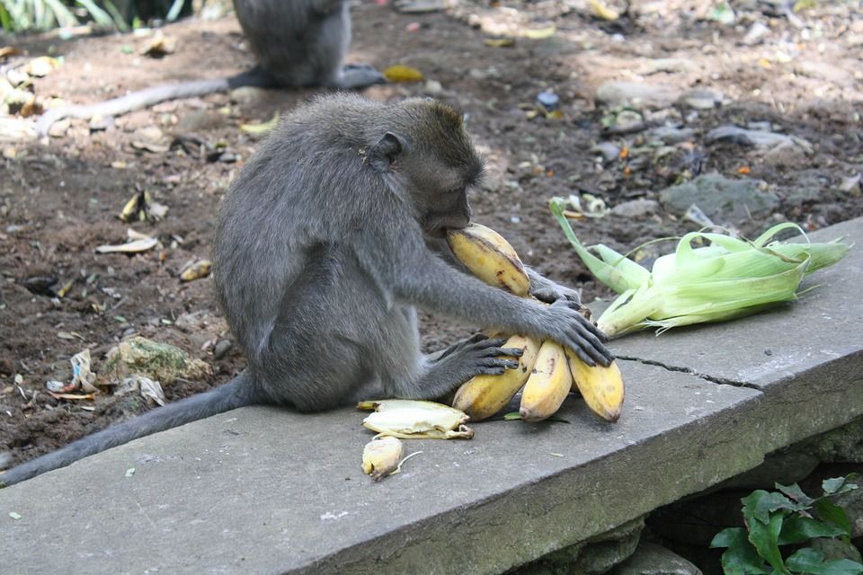 Photo of A Day Trip to Monkey Forest in Ubud, Bali – What to Expect 5/5 by Peaushan Devanarayana