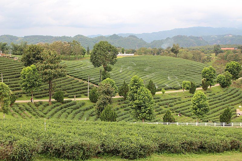 Photo of Things to Do in Chiang Rai for a Fulfilling Vacation – The Best of the City 3/4 by Peaushan Devanarayana