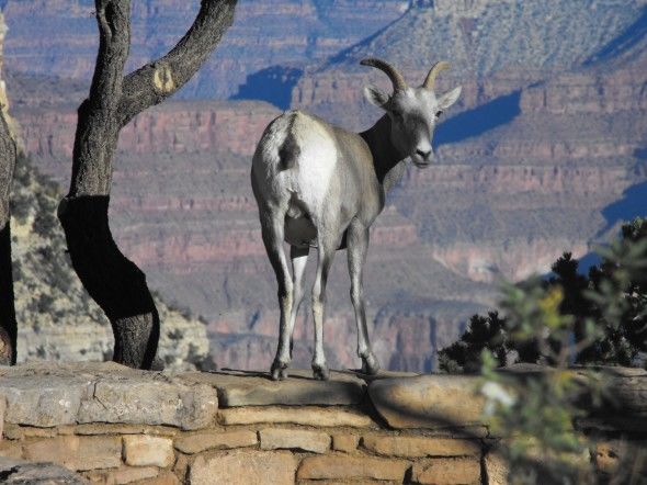 Photo of Grand Canyon National Park, Grand Canyon Village, AZ by Arlo Hemphill