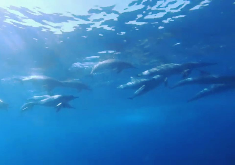Photo of Mauritius - Swim with Dolphins by Pause A Little