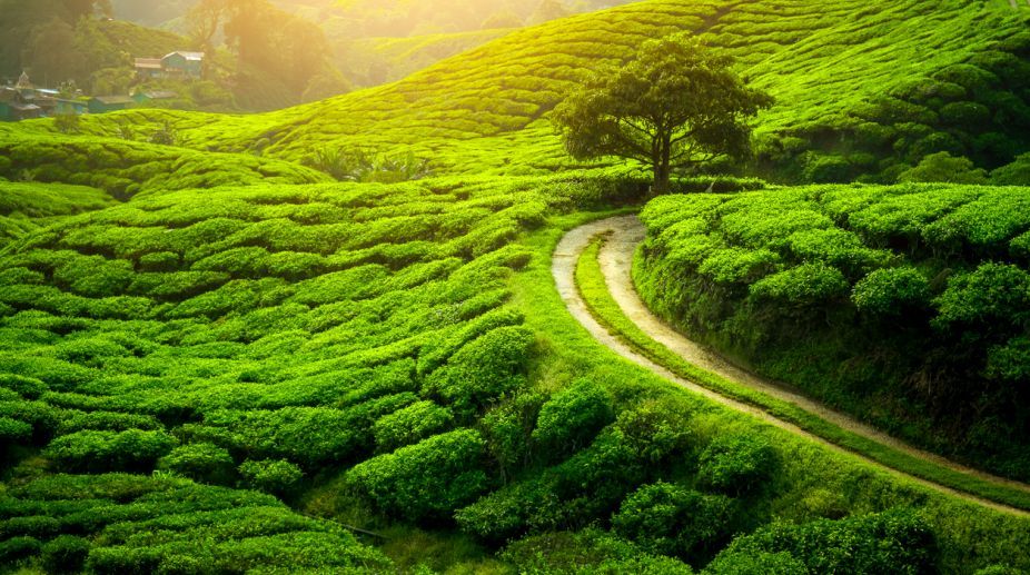 Photo of Things to do in tourist places near Darjeeling 1/1 by Bong Backpackers