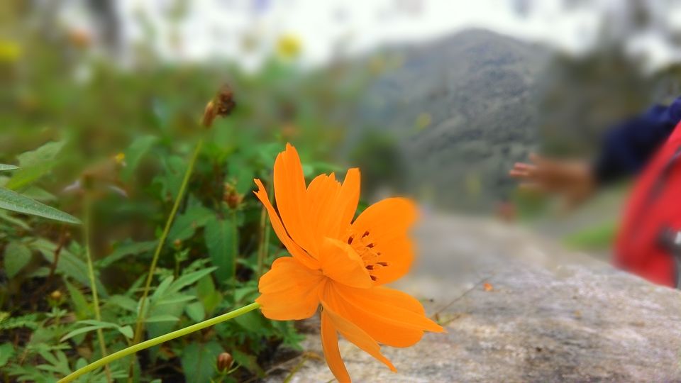Photo of Bittersweet Escapade to Kodai-Palani Hills 3/10 by Karthik Vivek