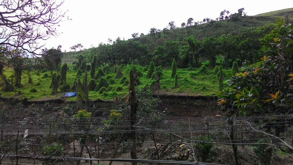 Photo of Bittersweet Escapade to Kodai-Palani Hills 5/10 by Karthik Vivek