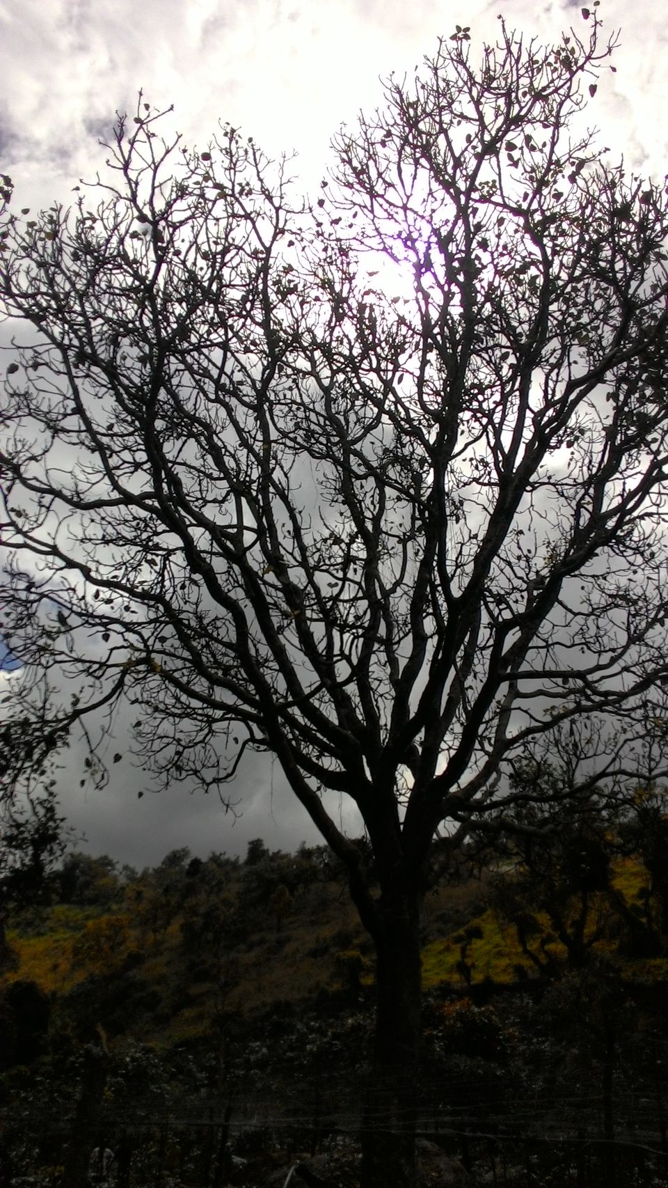 Photo of Bittersweet Escapade to Kodai-Palani Hills 6/10 by Karthik Vivek