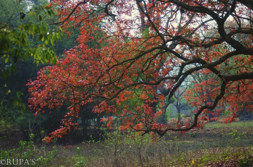 Photo of Two nights in Bangriposhi #Tripoto by Rupa Majumder Datta