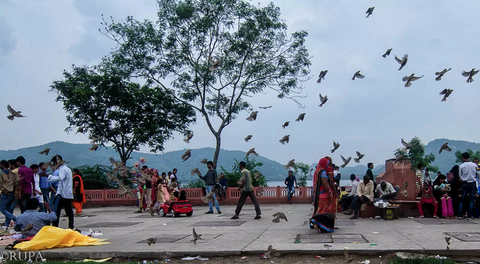 Photo of Jal Mahal, Jaipur, Rajasthan, India by Rupa Datta Majumder