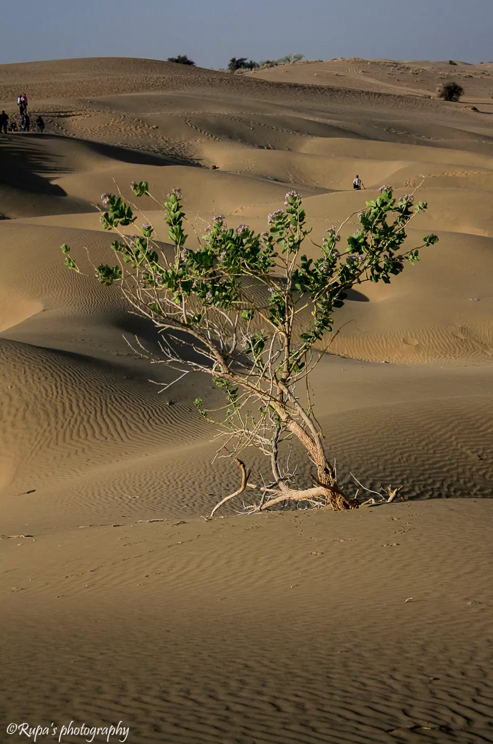 Photo of Khuri, Rajasthan, India by Rupa Datta Majumder