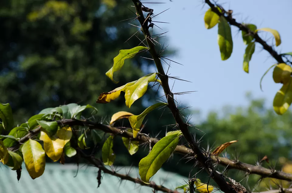 Photo of Shalboni-- A weekend trip in the midst of woods #Garhshalboni by Rupa Datta Majumder
