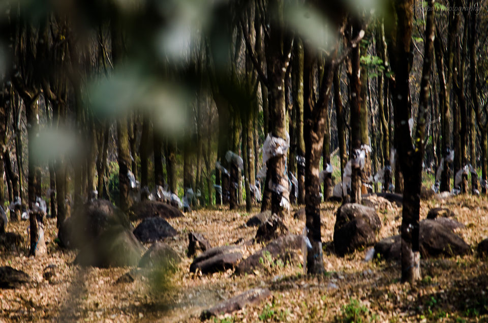 Photo of Murti Tourist Lodge, Murti, West Bengal, India by Rupa Majumder Datta