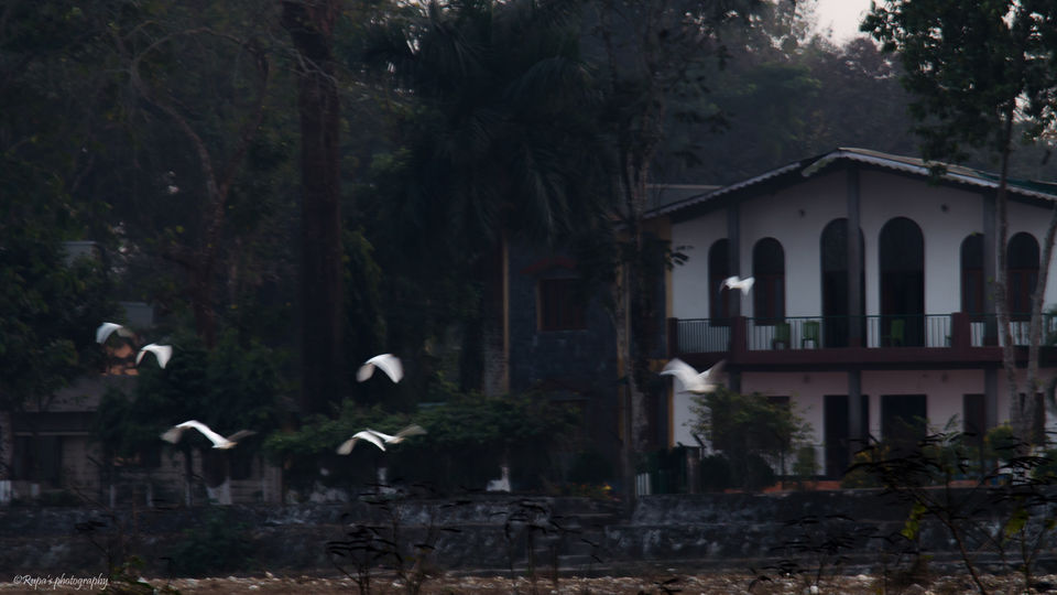 Photo of From #Dooars--Experience lush of greens and vibrant colours!! by Rupa Majumder Datta