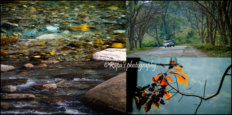 Photo of From #Dooars--Experience lush of greens and vibrant colours!! by Rupa Majumder Datta