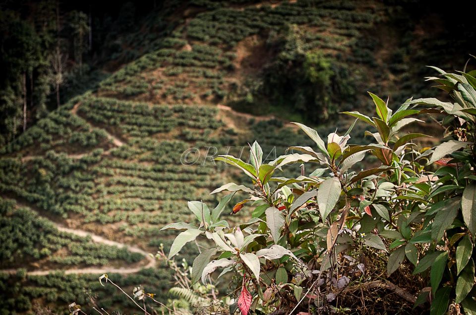 Photo of A name that attracts almost everyone is #Darjeeling by Rupa Majumder