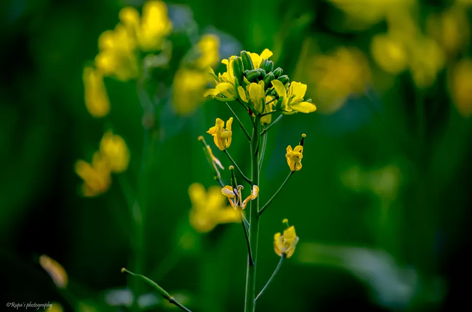 Photo of Salboni, West Bengal, India by Rupa Datta Majumder