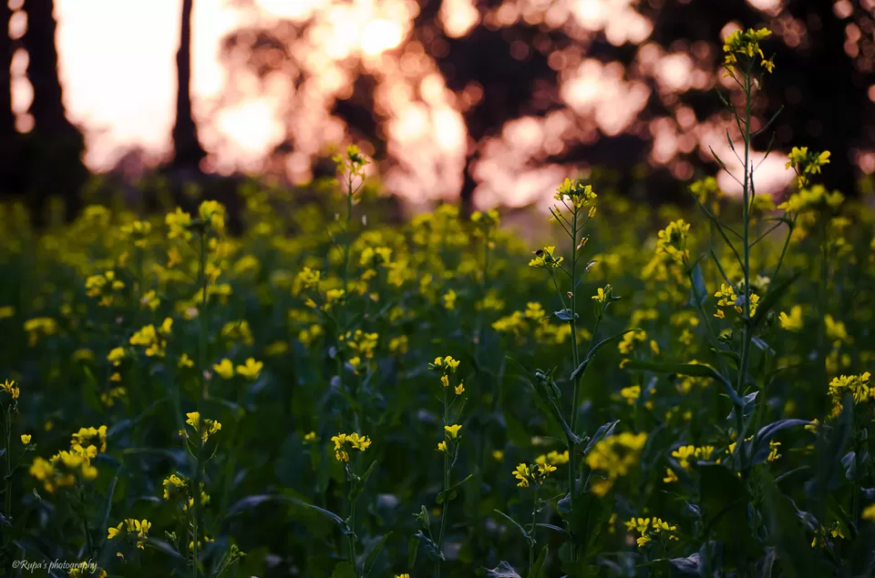 Photo of Salboni, West Bengal, India by Rupa Datta Majumder