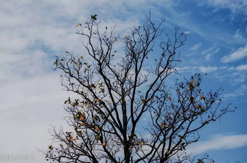 Photo of Bangriposi, Odisha, India by Rupa Datta Majumder