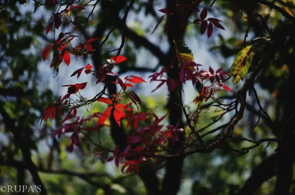 Photo of Bangriposi, Odisha, India by Rupa Datta Majumder