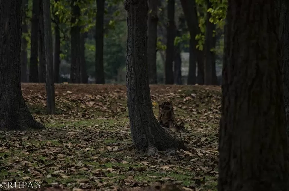 Photo of Bangriposi, Odisha, India by Rupa Datta Majumder