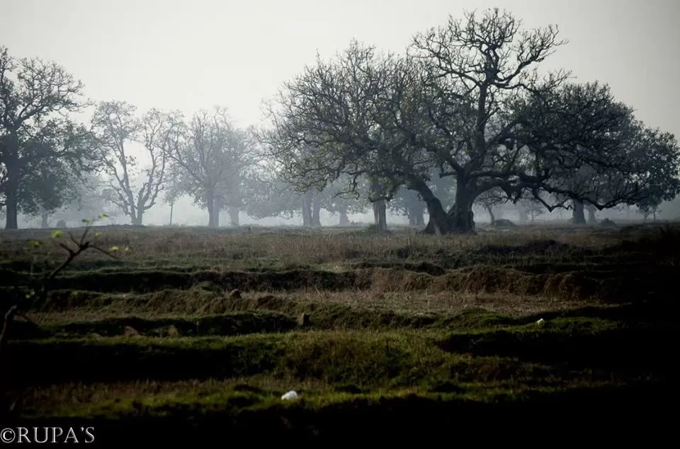 Photo of Bangriposi, Odisha, India by Rupa Datta Majumder