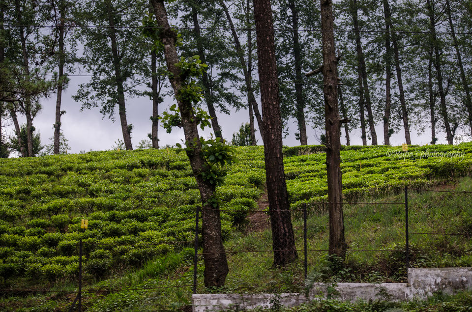 Photo of Shillong, Meghalaya, India by Rupa Majumder