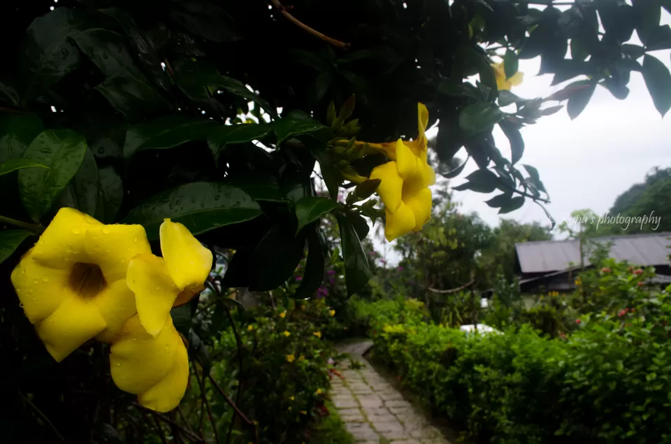 Photo of Mawlynnong, Meghalaya, India by Rupa Datta Majumder