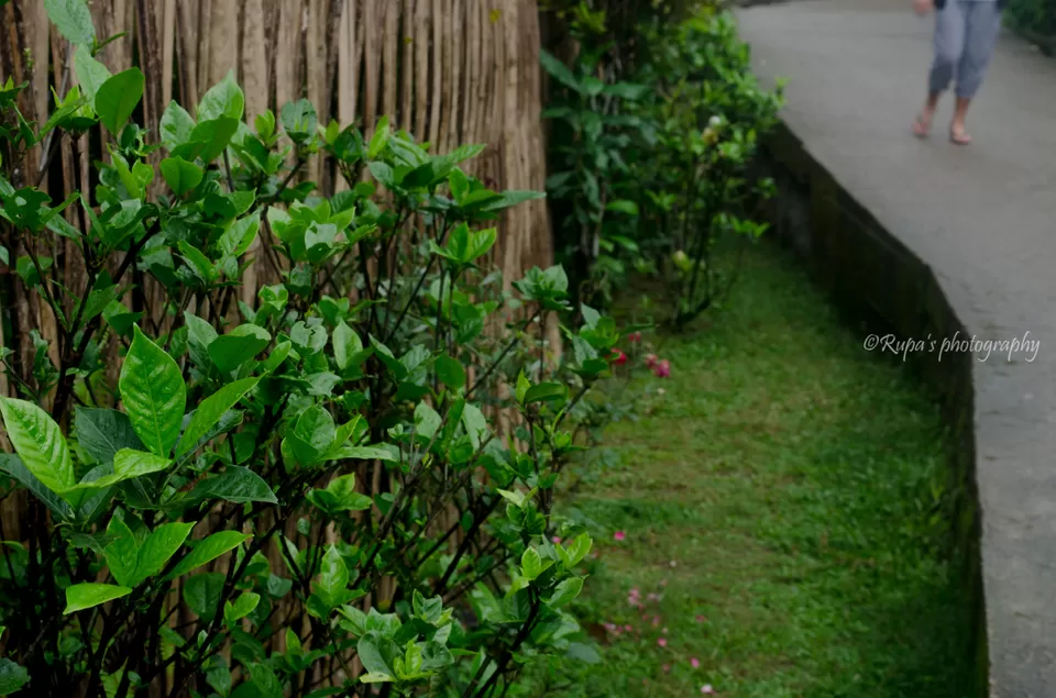 Photo of Living Root Bridge, Cherrapunjee, Meghalaya, India by Rupa Datta Majumder