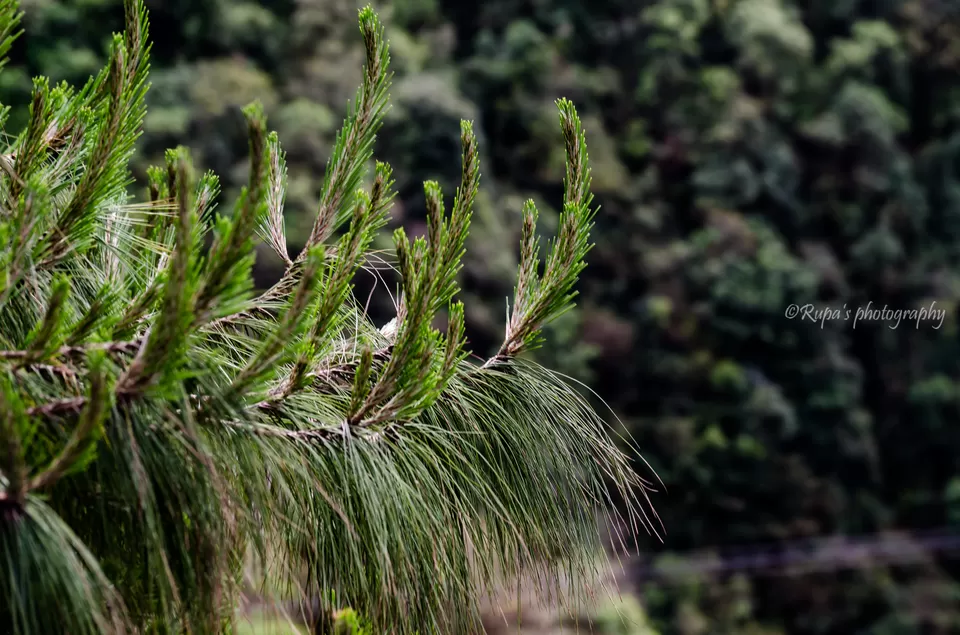 Photo of Shillong, Meghalaya, India by Rupa Datta Majumder