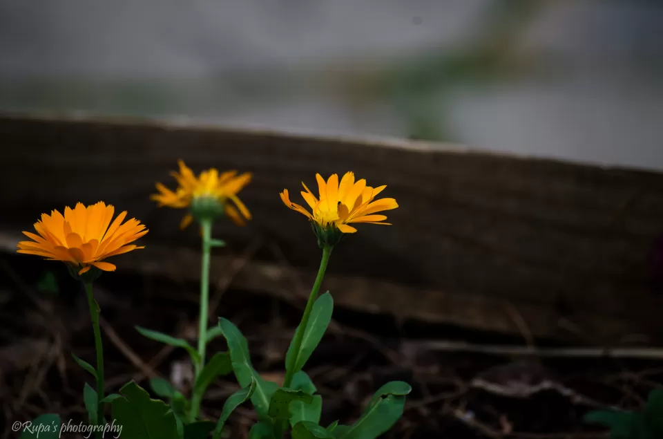 Photo of Shillong, Meghalaya, India by Rupa Datta Majumder