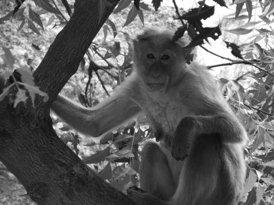 Photo of monkey everywhere by Nandan Priyadarshi