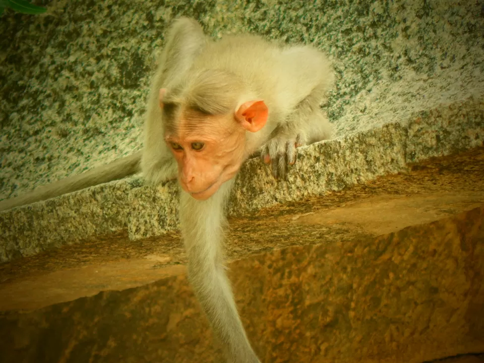 Photo of ready to snatch by Nandan Priyadarshi