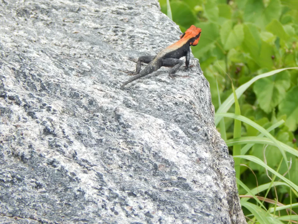Photo of wild life with awesome creature by Nandan Priyadarshi