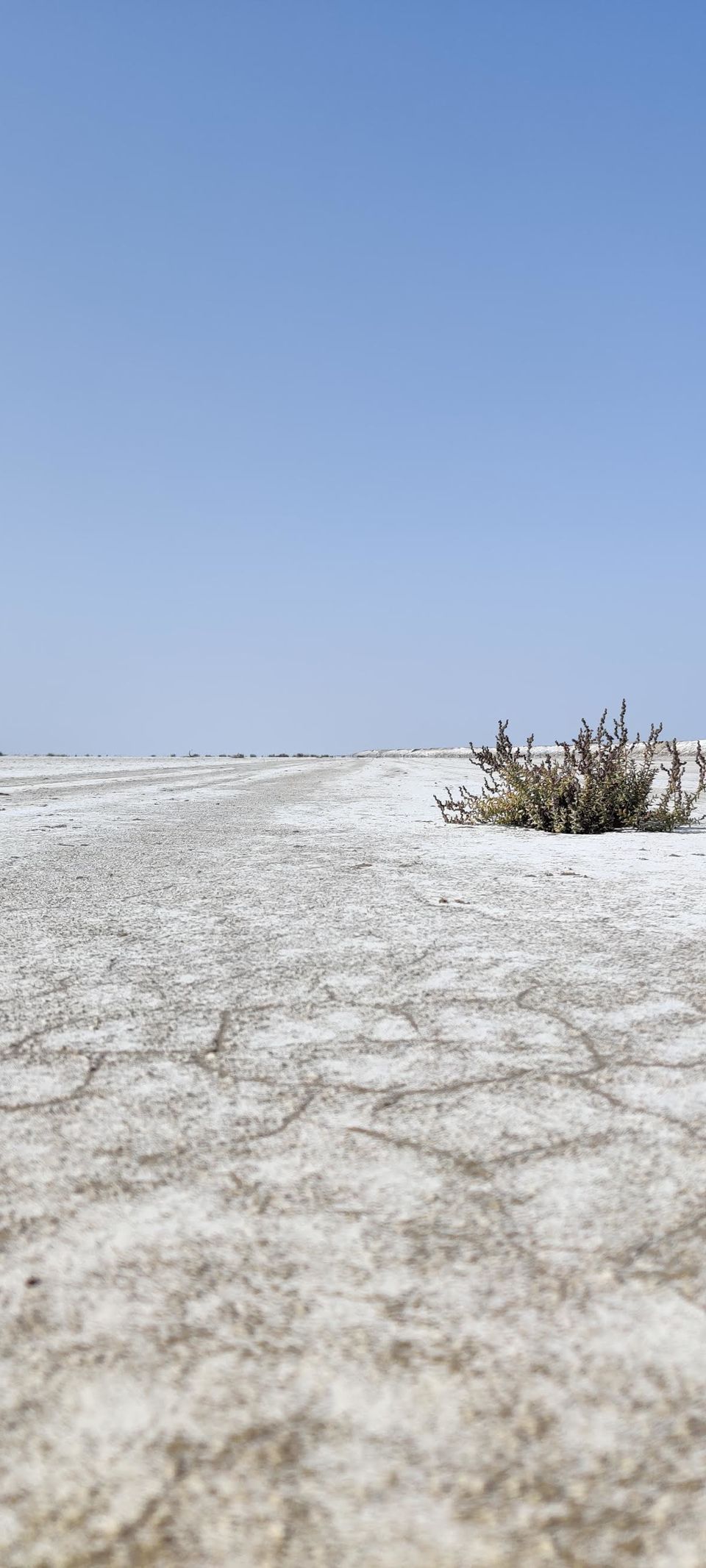 Photo of Gujarat: Rann of Kutch. (The White Dessert) by Antara in New Zealand