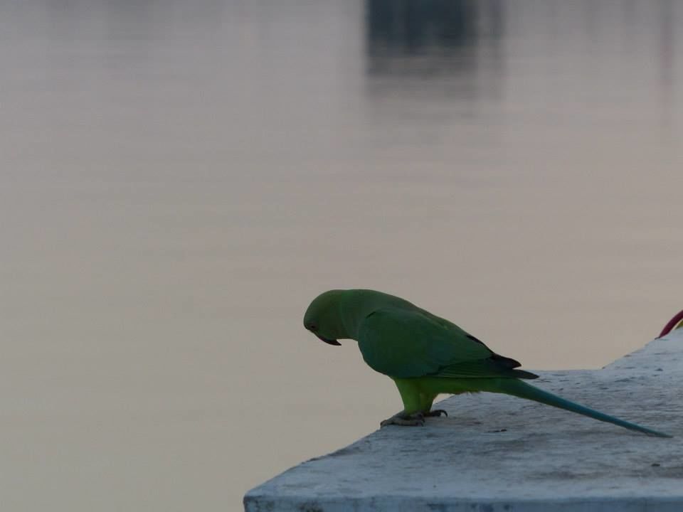 Photo of Gujarat unleashed 19/19 by Shivali Singh