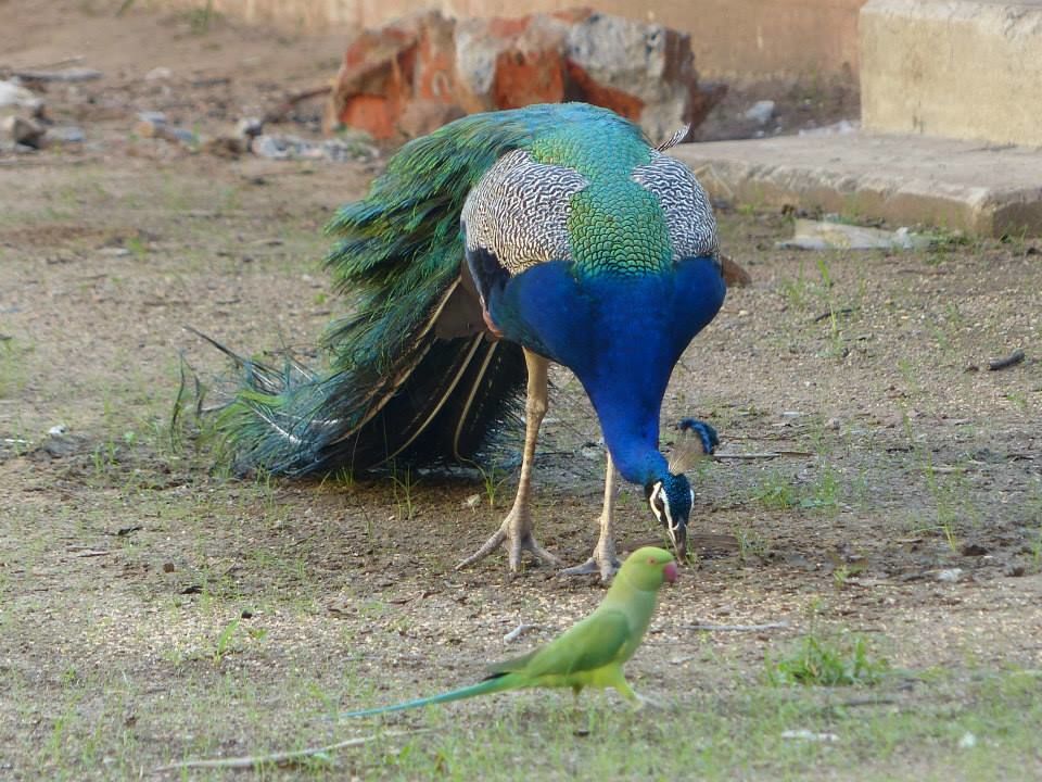 Photo of Gujarat unleashed 18/19 by Shivali Singh