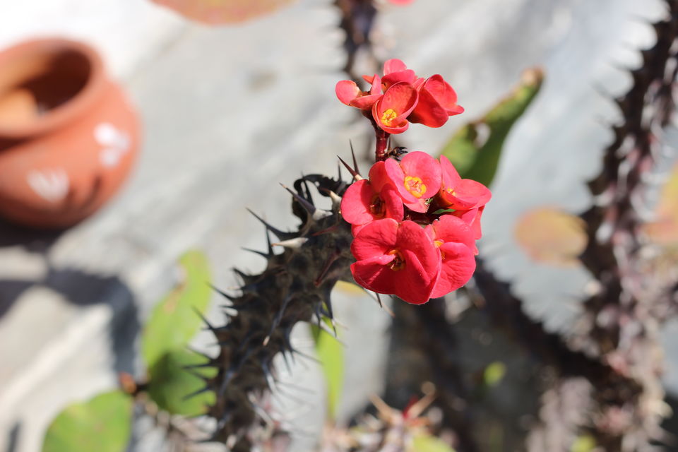 Photo of A lovely homestay at Khaneara Village - Dharamsala 3/12 by Sonali Gurung