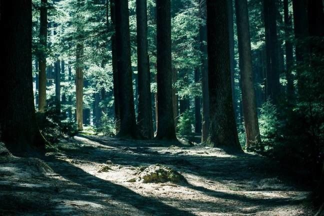 Photo of A Summer Arrest in Old Manali 4/4 by Sonali Gurung