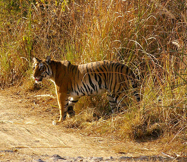 Photo of Weekend Getaways: Dhikala Forest Rest House, Jim Corbett National Park 1/5 by Mitali Chakraborty