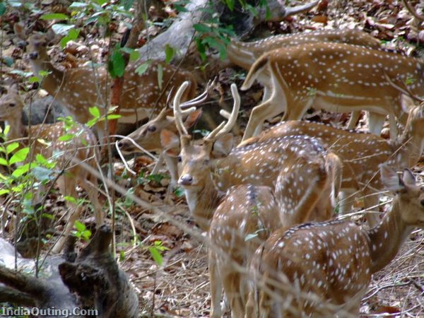 Photo of Weekend Getaways: Dhikala Forest Rest House, Jim Corbett National Park 2/5 by Mitali Chakraborty