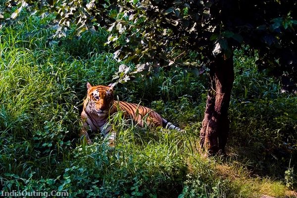 Photo of Weekend Getaways: Dhikala Forest Rest House, Jim Corbett National Park 4/5 by Mitali Chakraborty