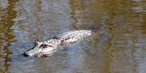 Photo of My Trip To Tickfaw State Park In Louisiana 2/7 by Will Elsenrath