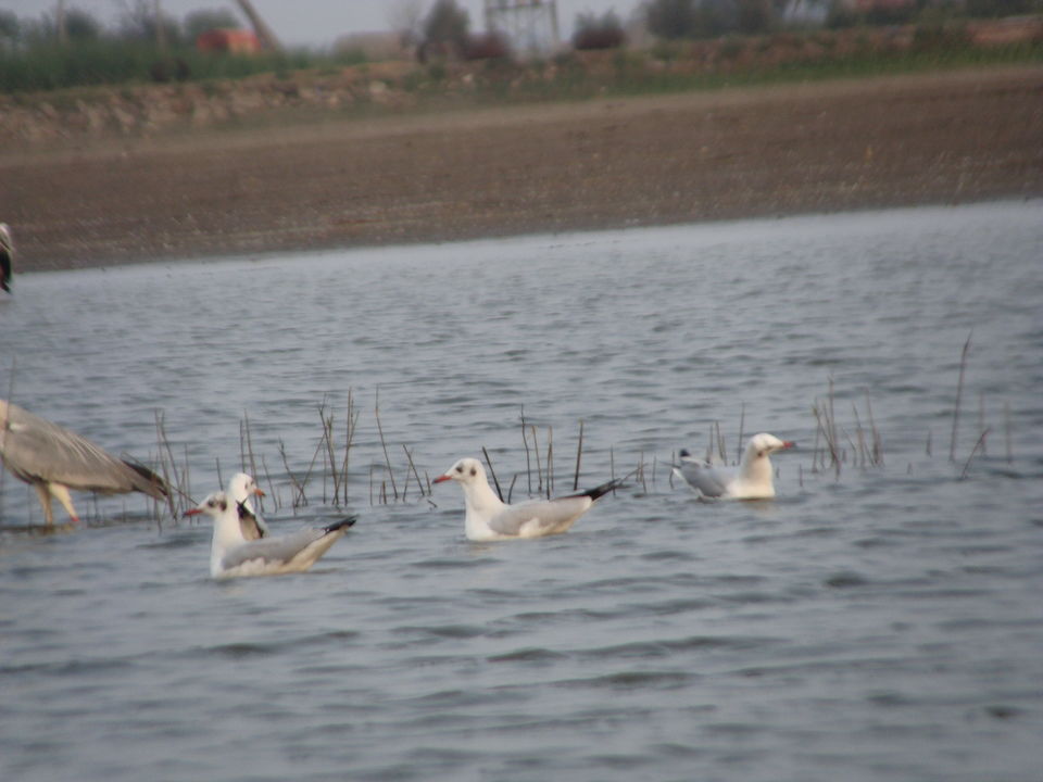 Photo of A Birder's Paradise-Kumbhargaon(Bhigwan) 6/6 by Vishakha Dinkar