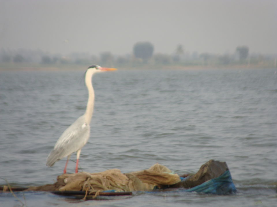 Photo of A Birder's Paradise-Kumbhargaon(Bhigwan) 2/6 by Vishakha Dinkar