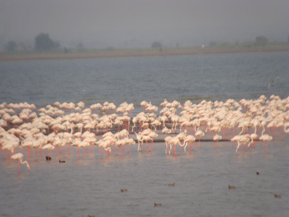 Photo of A Birder's Paradise-Kumbhargaon(Bhigwan) 5/6 by Vishakha Dinkar