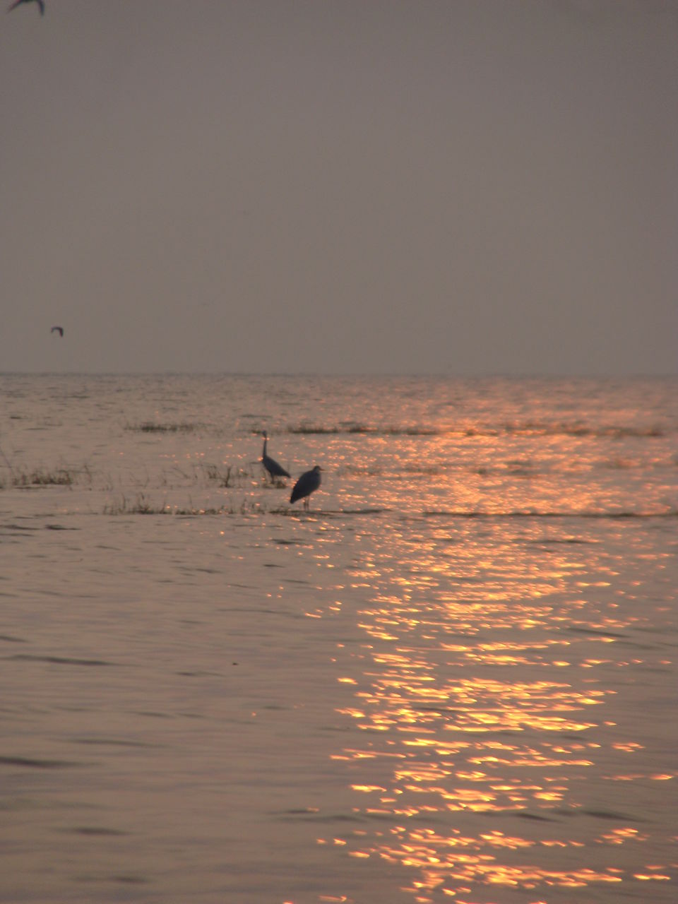 Photo of A Birder's Paradise-Kumbhargaon(Bhigwan) 4/6 by Vishakha Dinkar