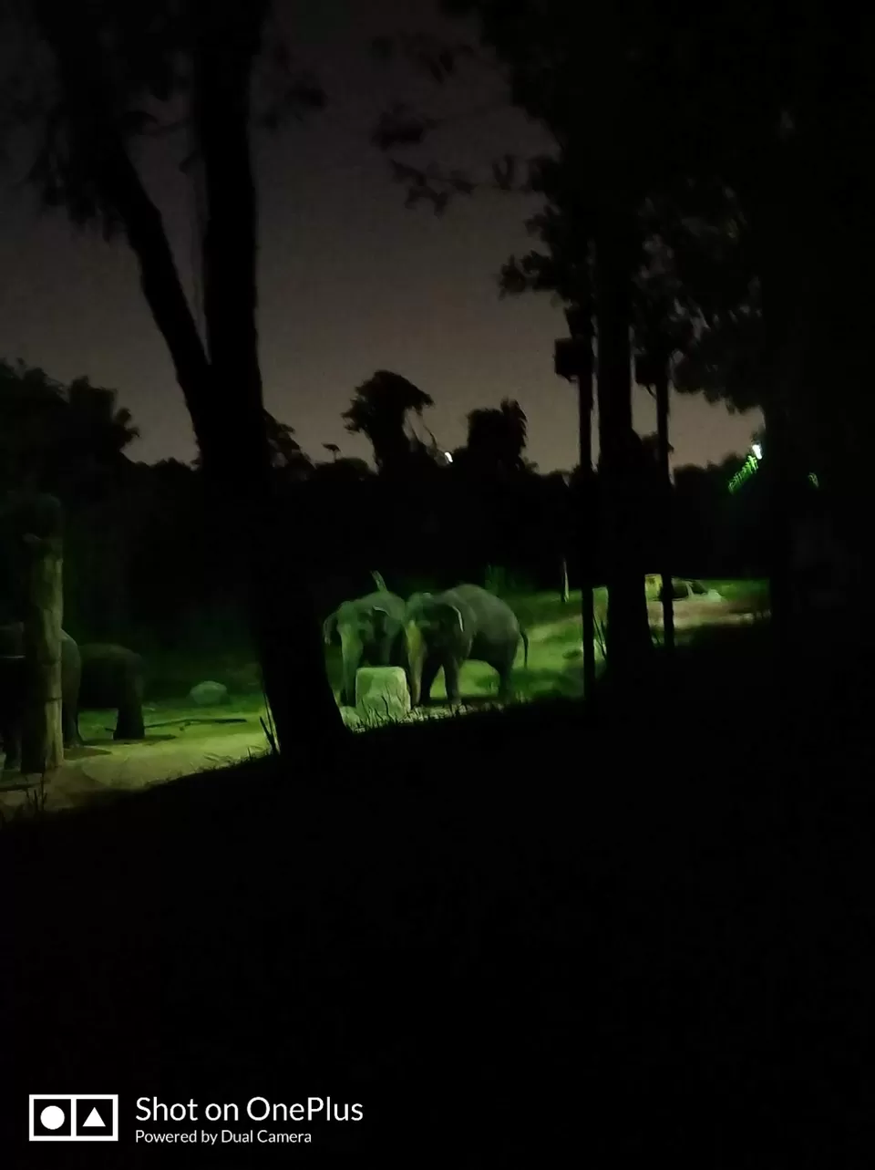 Photo of Night Safari by Shivani Chaturvedi
