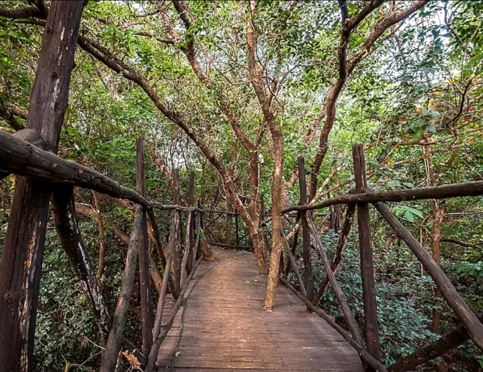 Photo of Reconnect with nature in its purest form - Enchanting aspects of staying in 🏡 TREEHOUSE RESORTS 🌲 by Shivani Chaturvedi