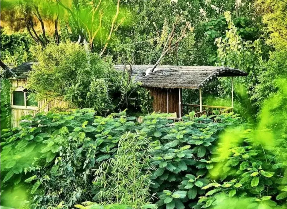 Photo of Reconnect with nature in its purest form - Enchanting aspects of staying in 🏡 TREEHOUSE RESORTS 🌲 by Shivani Chaturvedi