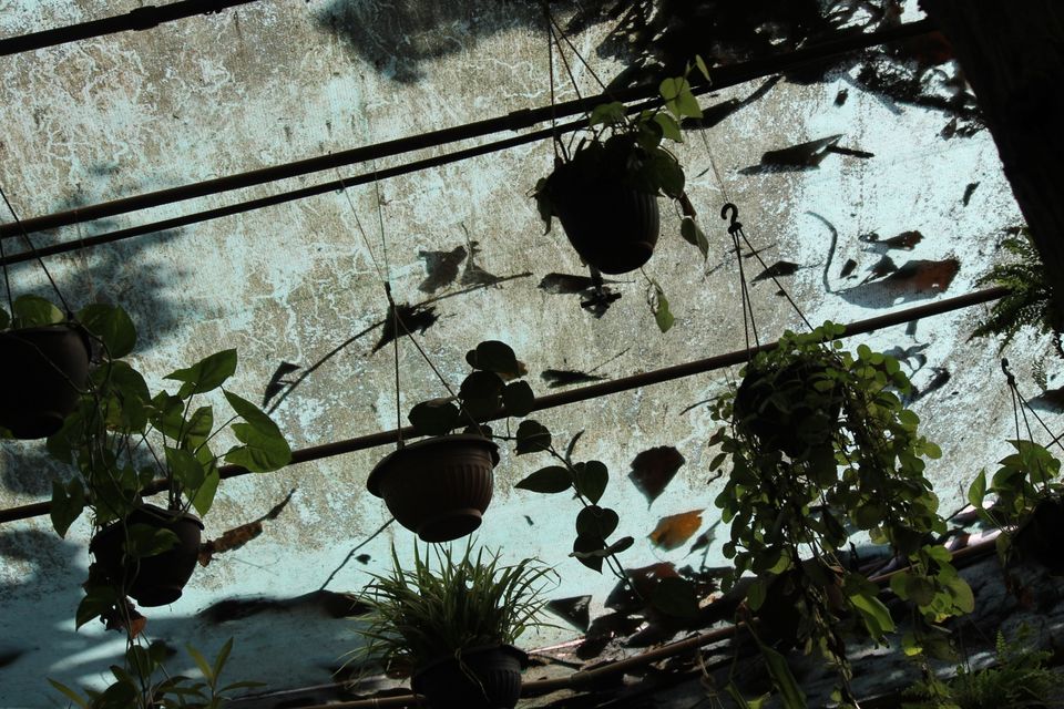 Photo of Tropical Spice Plantation, Kerim, Goa, India by Deepak Kumar Jha