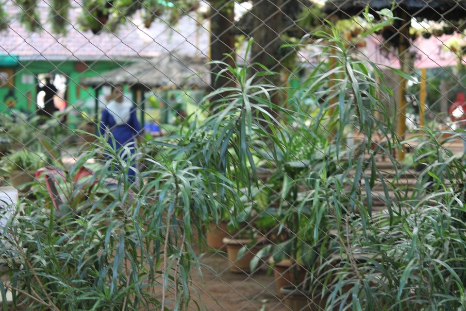 Photo of Tropical Spice Plantation, Kerim, Goa, India by Deepak Kumar Jha