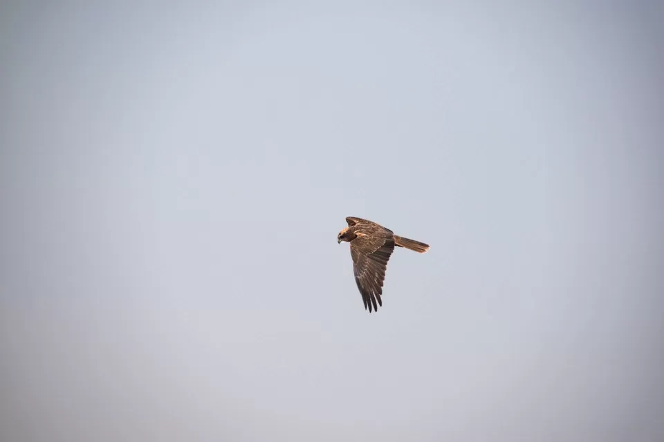 Photo of Vadla bird 🐦 view point By Tapas Sahu